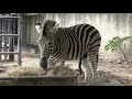 バーチェルサバンナシマウマ,カオ・キャオ 動物園,Khao Kheow Open Zoo,burchell's zebra, สวนสัตว์เปิดเขาเขียว,