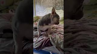 Was jetzt? Aufstehen oder Filmen? 😂 #thailand #thaiboxinglife #frenchbulldog #frenchie #dog
