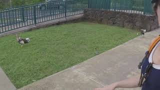 Wialua Heritage Trail | Ben Nitch