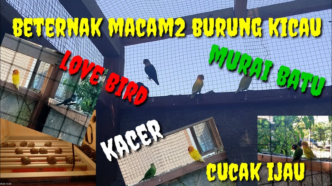 BETERNAK/PENANGKARAN MACAM2 JENIS BURUNG KICAU.. 