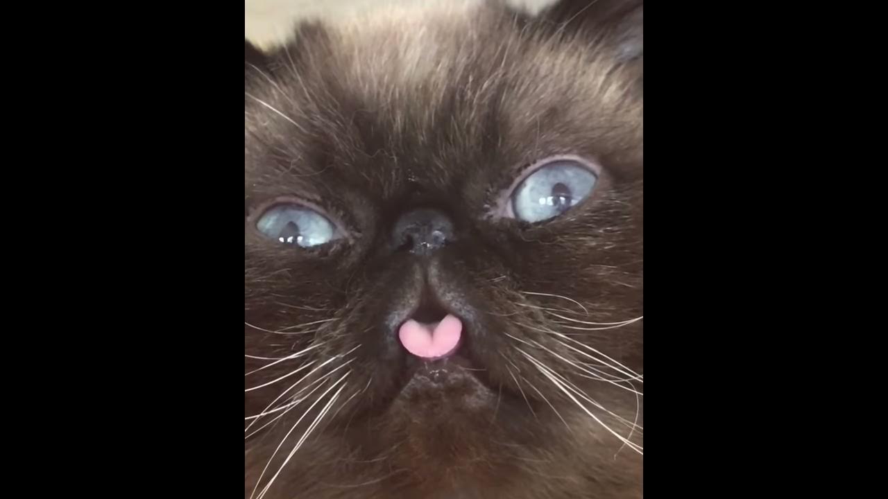 Kitty Cat Blowing Bubbles ViralHog YouTube