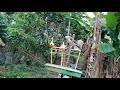 Ajaran Pikat Burung Kutilang Suara Keras Mp3 - Mp4 Download