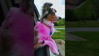 Honey the Mini Aussie enjoying window time