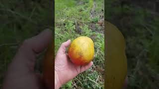 I found wild mangos in Montana!