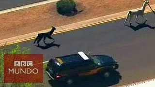 persiguen a dos llamas por las calles de arizona
