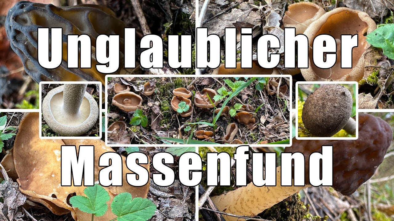 Unglaublicher Massenfund | 300 Morchelbecherlinge auf kleinstem Raum | Pilze im April | 02.04.2024
