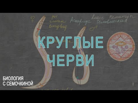 Круглые черви