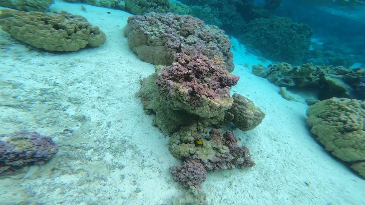 Bora Bora - Coral Garden 2022