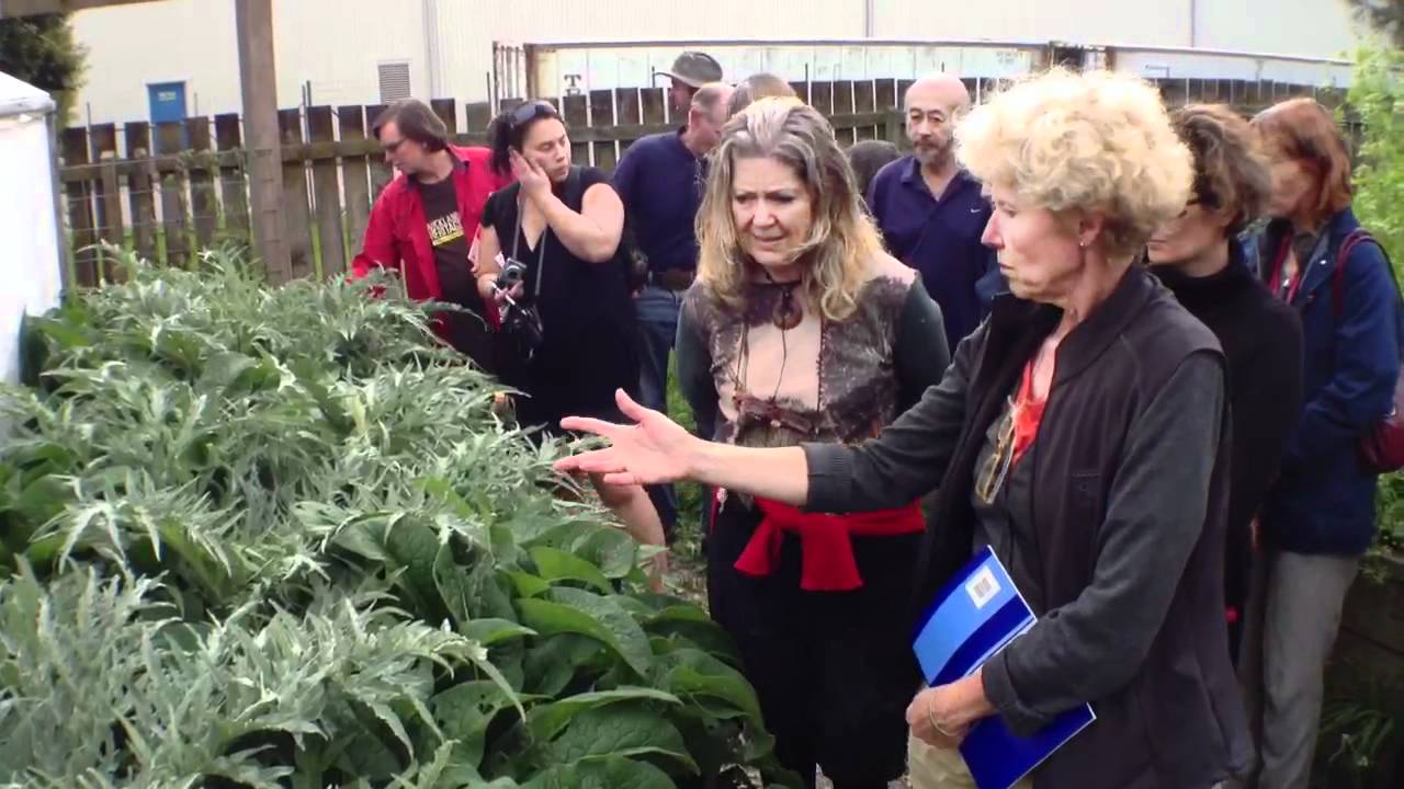 Saving Seeds of Artichoke YouTube