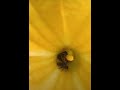 Very rare sight of bees collecting nectar from a flower| தேனிக்கள் தேனை சேகரிக்கும் அரிய காட்சி