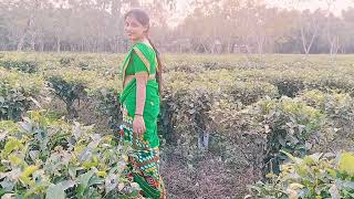 Beautiful Tea Garden