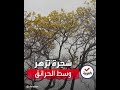 شجرة تزهر وسط الغابات القاحلة التي خلفتها الحرائق التي شهدتها بوليفيا في أغسطس الماضي mp3