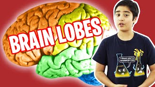 Brain Lobes And What They Do  human Brain Series