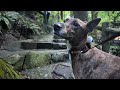 Nature Escape with My Hound-Like Chinese Rural Dog in Osaka's Minoh Falls
