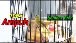 100% Effective Bait for Shooting Pleci Birds