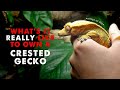 Owning A Crested Gecko | DAY IN THE LIFE