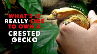 Owning A Crested Gecko | DAY IN THE LIFE