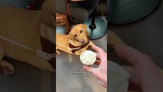 Working dog rewarded with a PUP CUP  #shorts