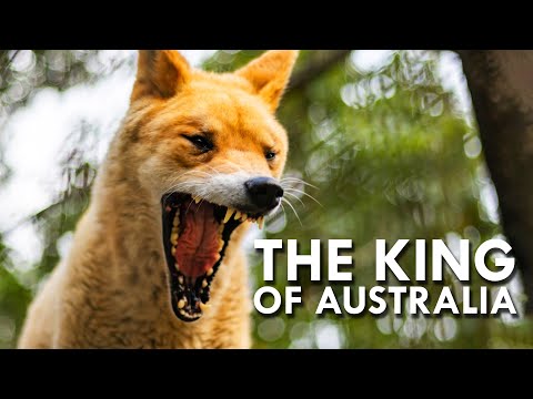 Video: Kleinkind Von Dingos In Australien Angegriffen