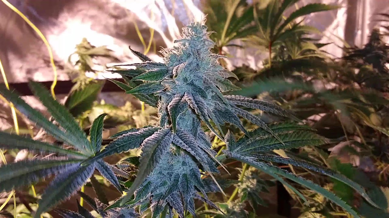 Super Cropping Benefits GG#4. November 13th 2019