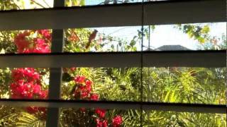 Suicidal Cardinal Keeps Crashing Into Window