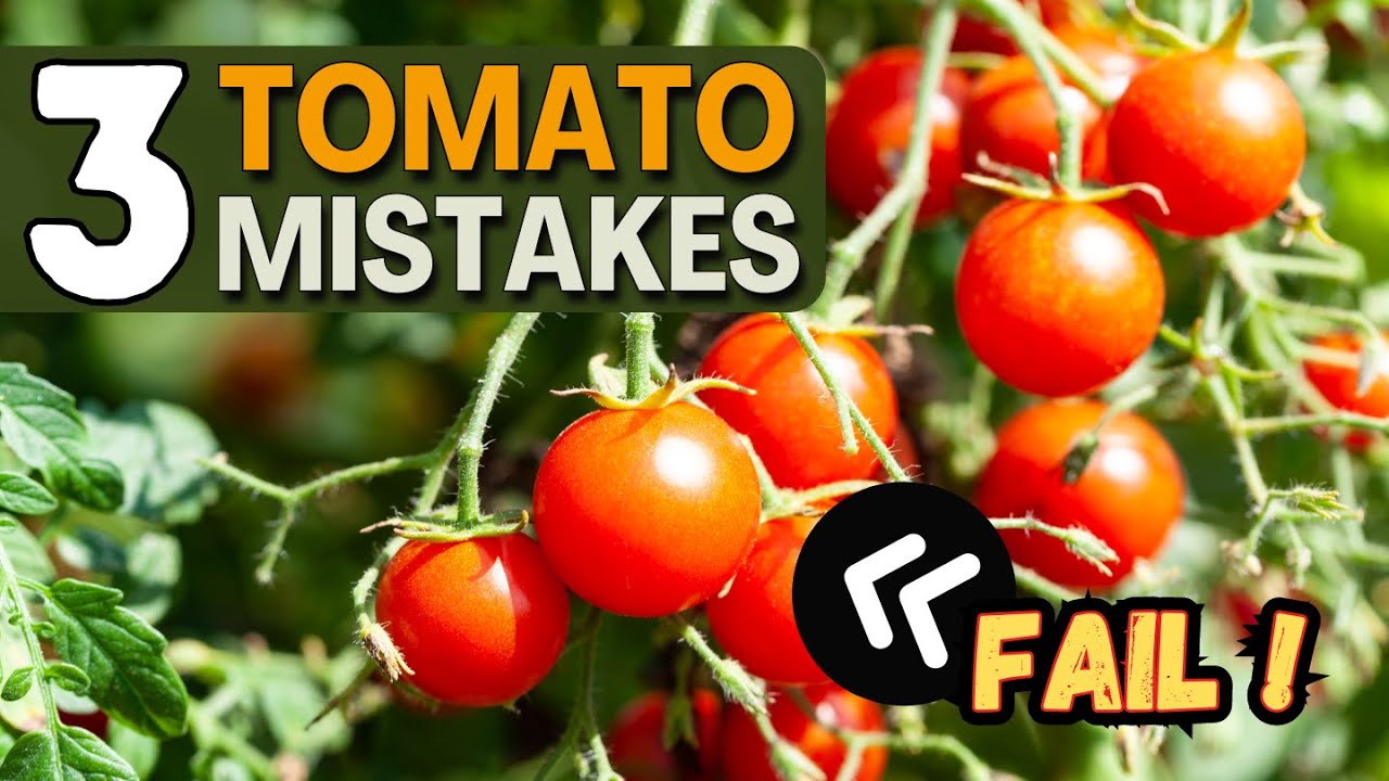 Avoid These 3 Tomato Mistakes!  | Get a Bigger Harvest.