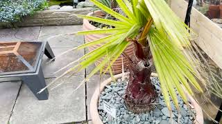 Washingtonia Robusta Palm Recovery Process UK