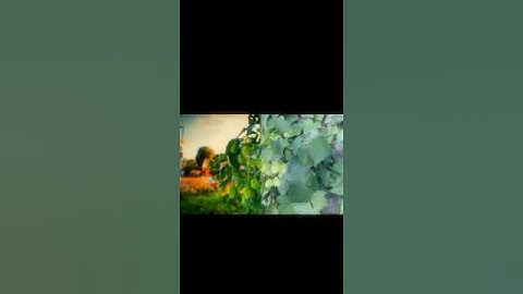 CapCut Color Grading Tutorial ❤️‍🔥#CapCut #shorts #youtube #videoediting #newtemplate #colorgrading