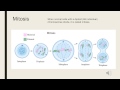 Germ Cells