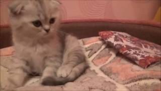 Еду за котёнком / УРА! Еду за котёнком / УРА!