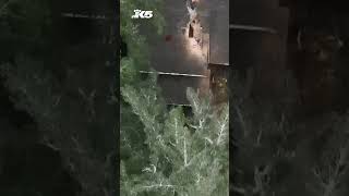 Tree falls onto Edmonds home during wind storm