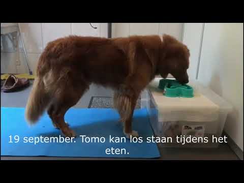 Video: Veterinaire Revalidatie Voor Honden En Katten Cat