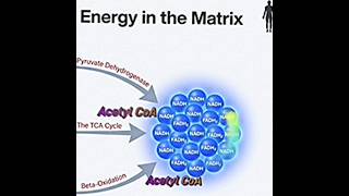 The TCA Cycle: Proximity is Efficiency @ Metabolism Made Easy-AI Podcast