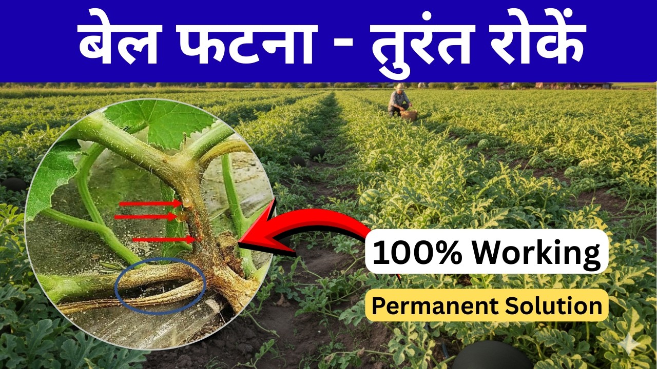 Tarbuj Ki Bel Phatne Ka Permanent Samadhan  100% Solution #Aasankheti