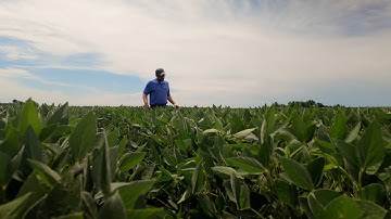 Optimizing Soil Fertility for High-Yielding Soybeans
