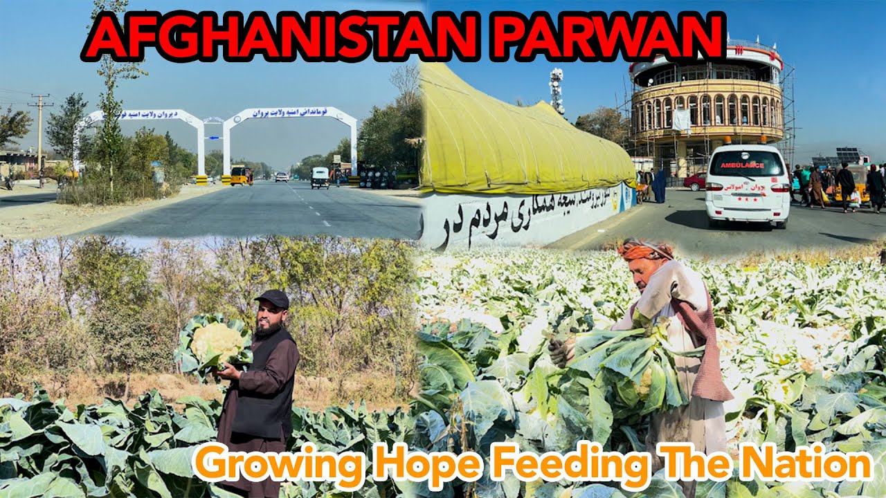 Afghanistan Parwan Charikar Farmers – Pride of Parwanپروان چهاریکار – د ...