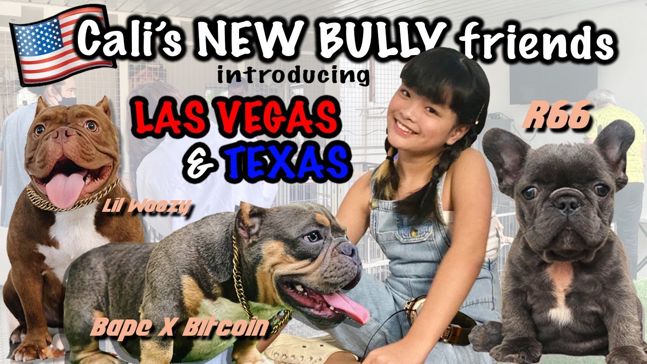 Meet our New Bullies | Exotic Bully & Isabella-Carrier Frenchie - YouTube