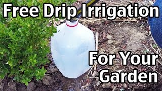 Free Drip Irrigation For Your Garden