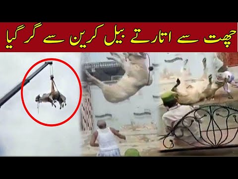 The bull fell off from the crane in Karachi  کراچی میں قربانی کا جانور کرین سے گر گیا