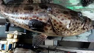 joran TERBARU shimano scorpion XV 150cm, tes langsung dapat babon