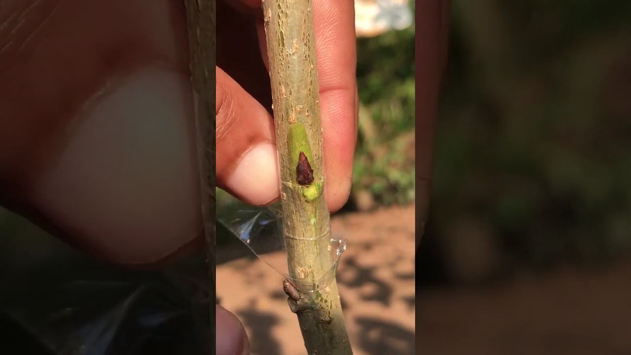 T Cut Budding for Mulberry Tree EP222