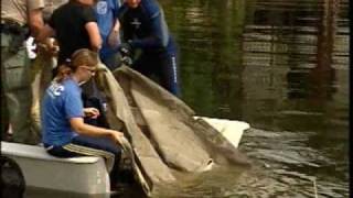Manatee Released Back Into Wild