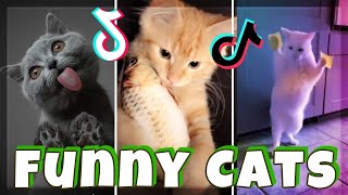 Things that only cats can do 🤣 New Funny Cats Video🤣 Part 7