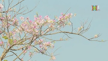 Tuần văn hóa, du lịch Điện Biên tại Hà Nội