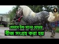 দেখুন ঘোড়া থেকে কিভাবে উন্নতমানের বীজ সংগ্রহ করা হয়! Attractive Horse Bridging | মায়াজাল|Mayajaal