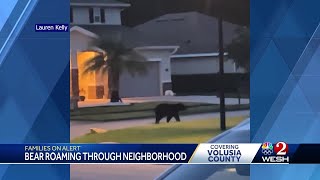 Bear roaming through Volusia County neighborhood