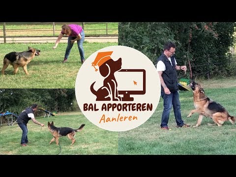 Video: Boy laat zijn puppy kijken YouTube-tutorials in plaats van hem trainen