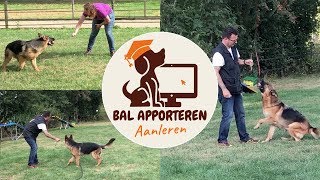 Hond bal / speeltje leren apporteren