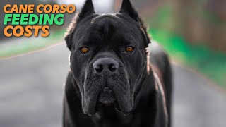 I wanted to go over the cost feed a cane corso. no 2 diets are alike
but did best could giving you breakdown of what it would my 15...
