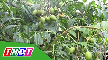 Trồng cóc Thái xen vườn cây ăn trái cho thu nhập khá | THDT